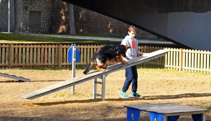 03-circuito-canino-agility-agy-01-balancin